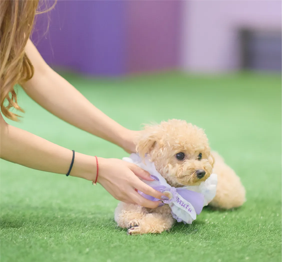 女性が犬を撫でる様子