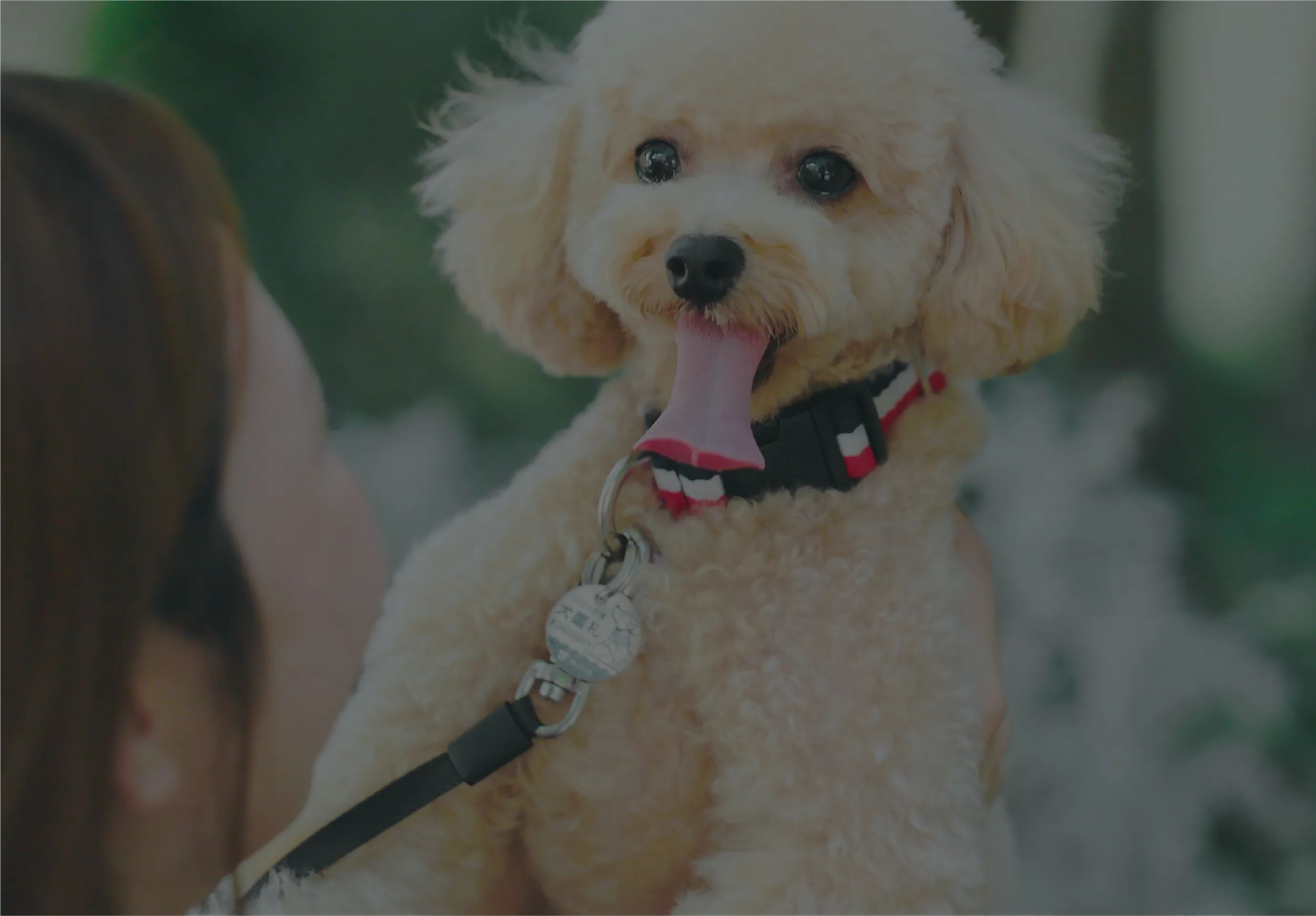 女性と犬が笑顔で見つめる様子