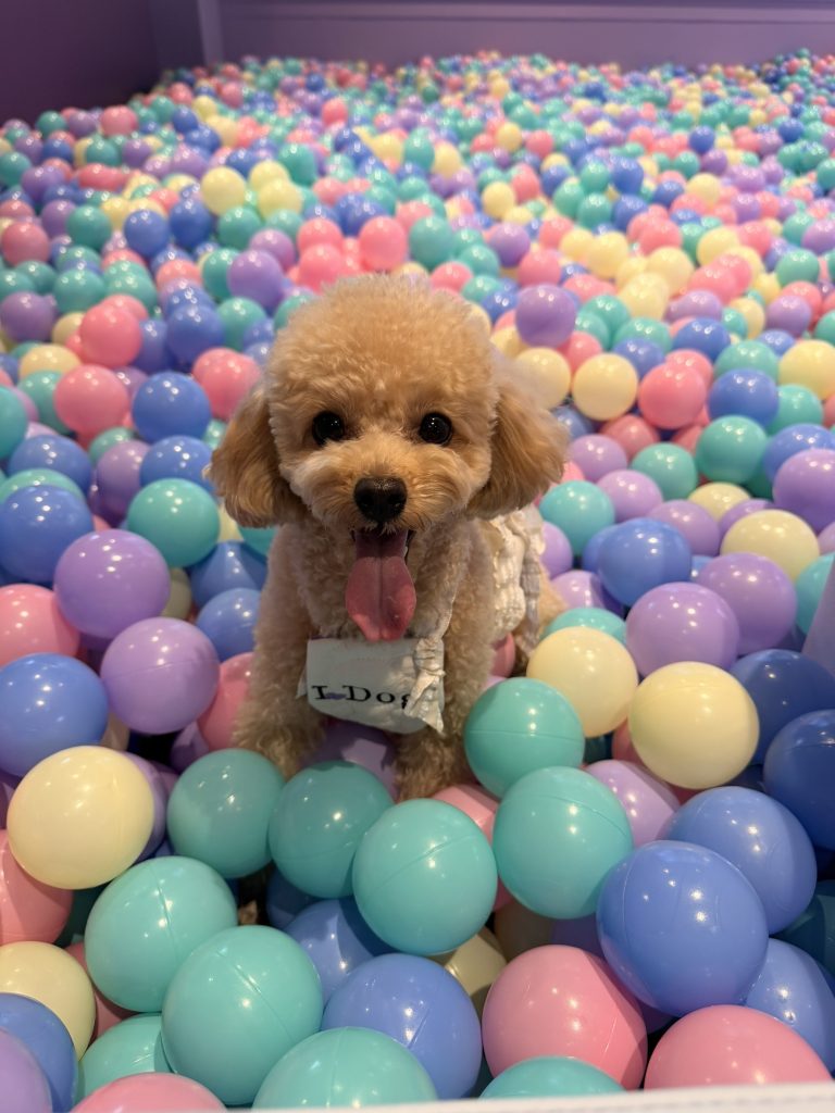 【I.Dog神戸店】ボールプール常設のお知らせ