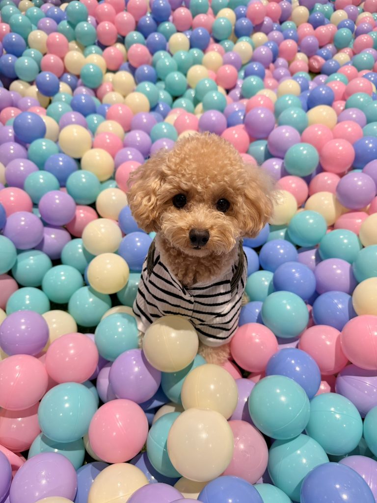 【I.Dog神戸店】ボールプール常設のお知らせ