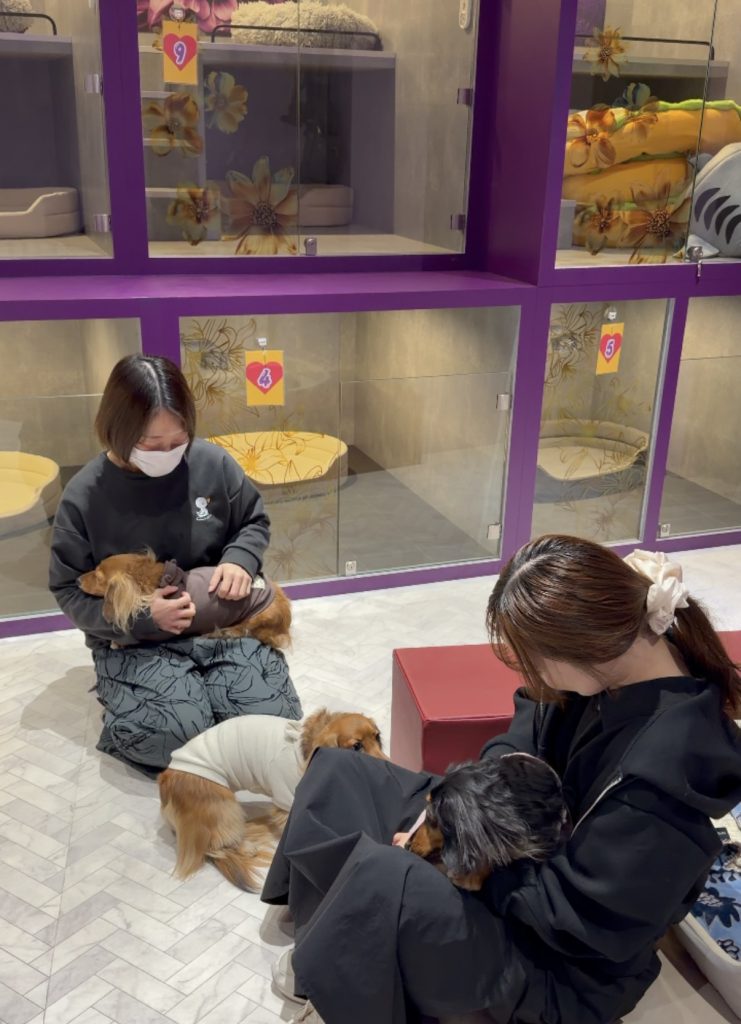 【I.Dog神戸店】年末年始の旅行には I.Dog神戸店のドッグホテルを。
