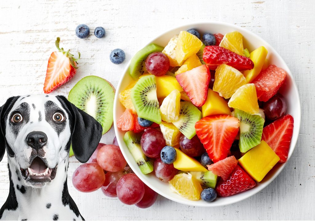 ワンちゃんの健康管理 水分補給だけじゃない！？果物それぞれの効果✨