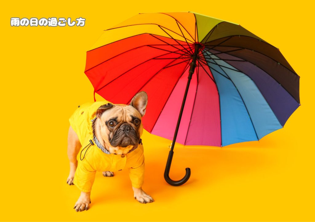 雨の日でもワンちゃんと楽しく過ごせる場所の選び方