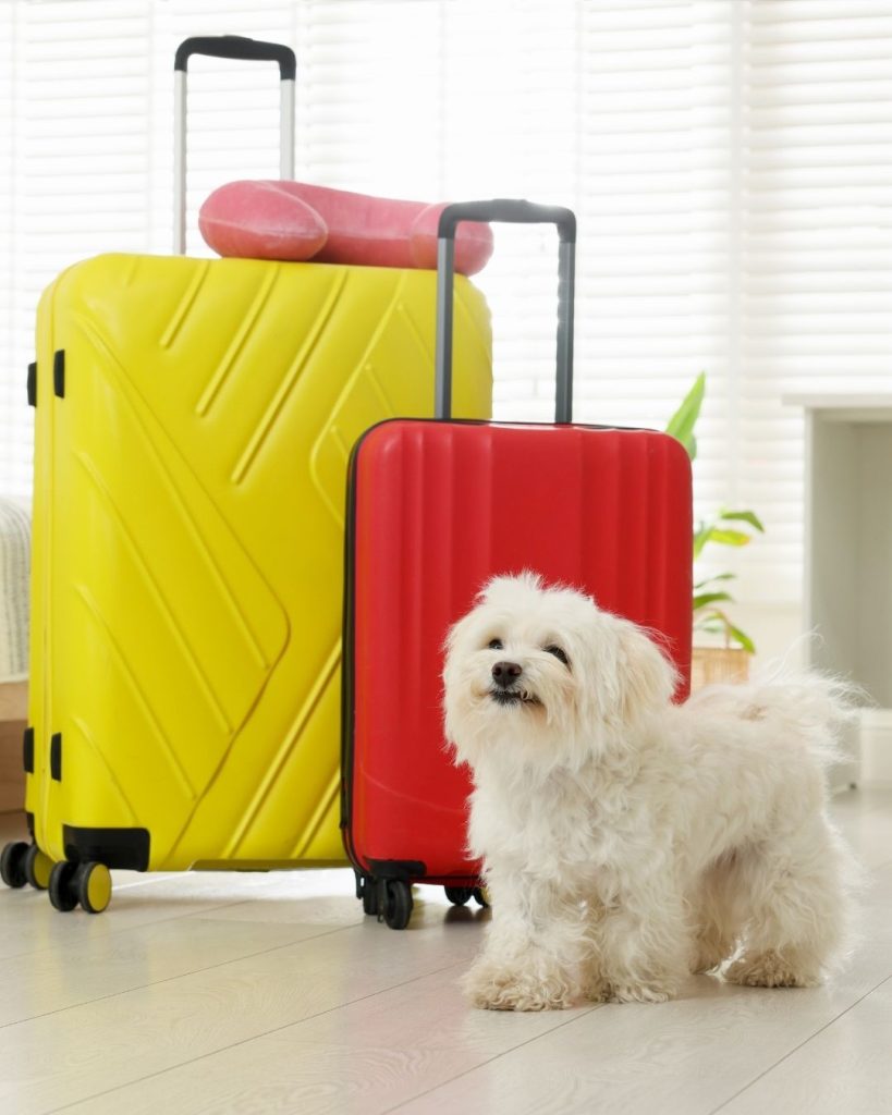 初めてのペットホテル利用ガイド｜安心して預けるためのポイント