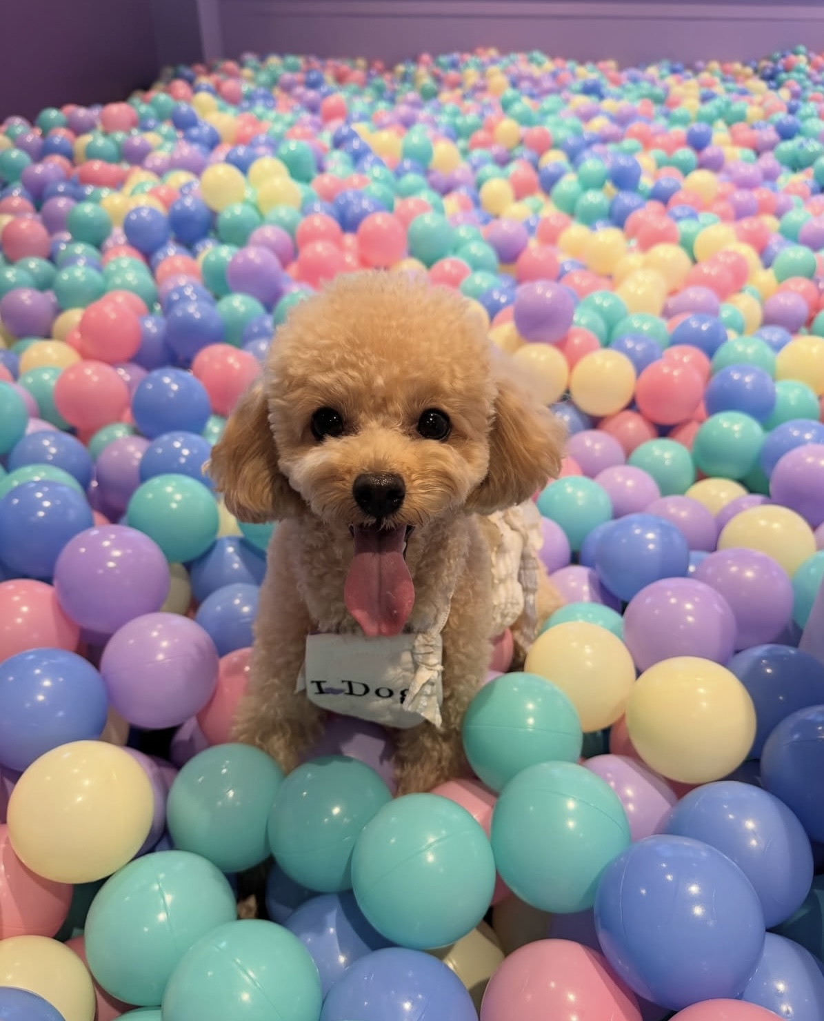 投稿記事サムネイル画像